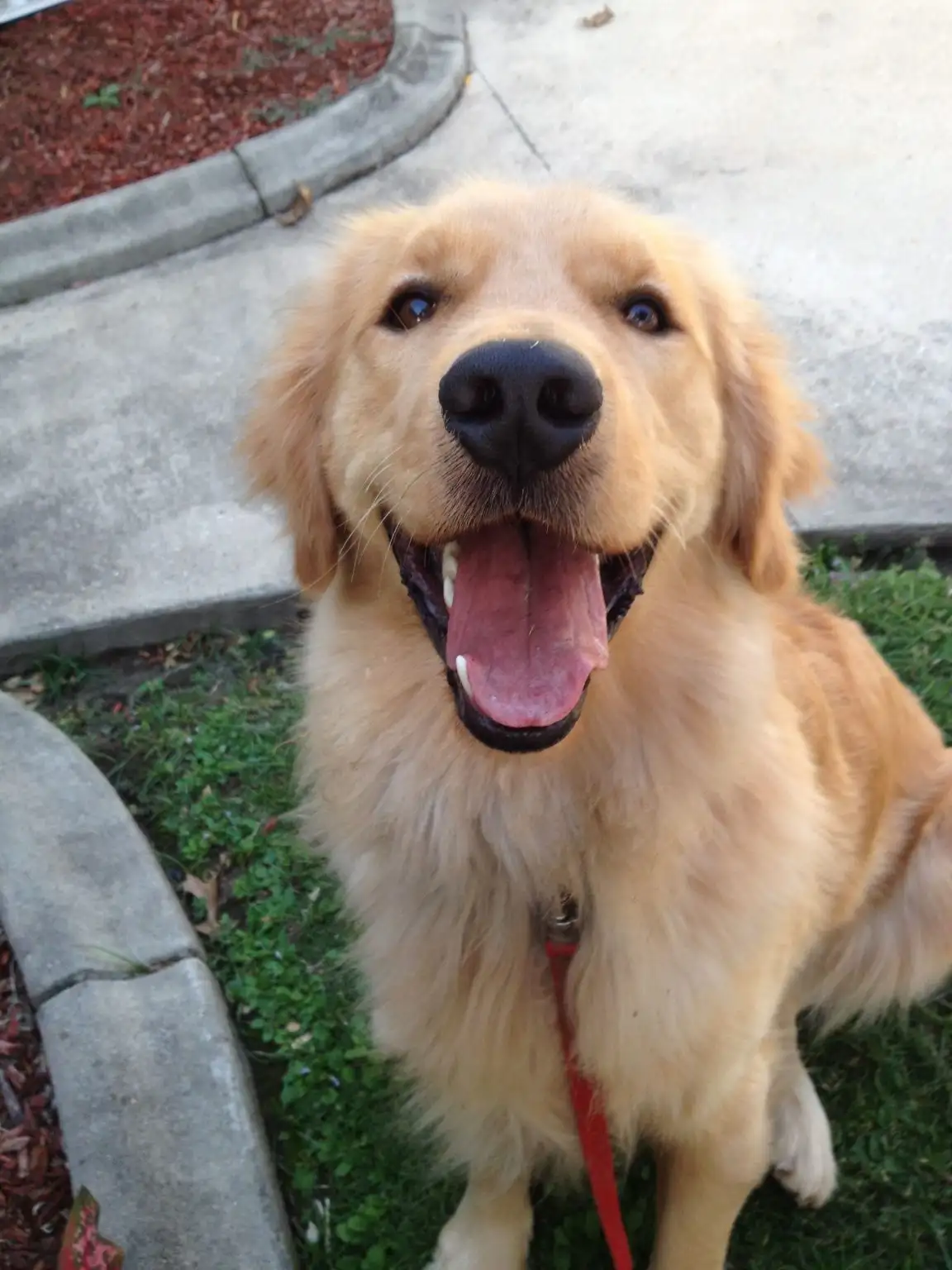 What Does An English Golden Retriever Look Like