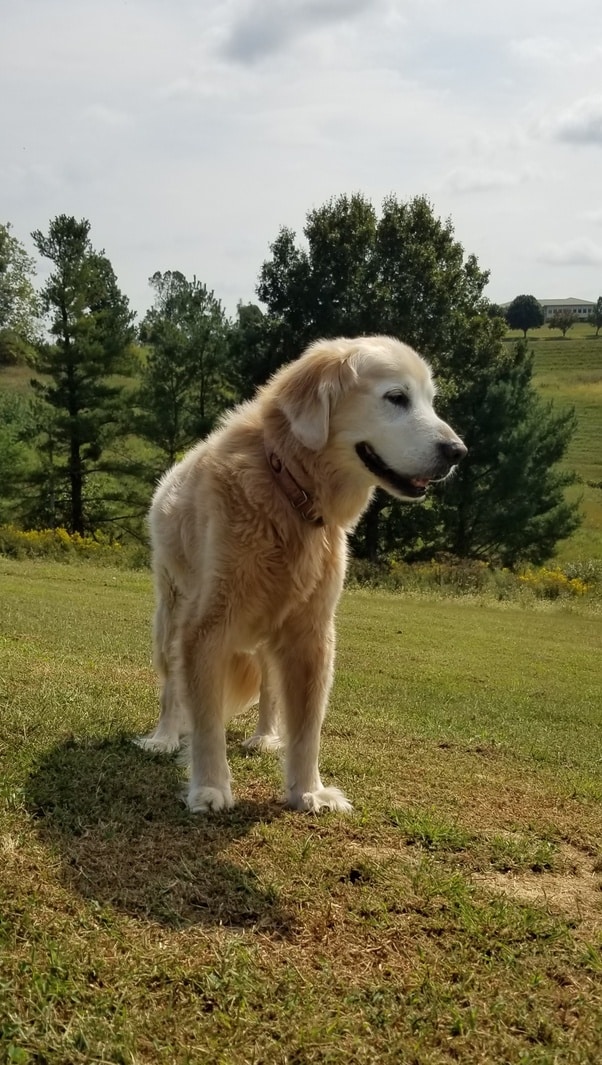 What is the average life expectancy of a golden retriever?