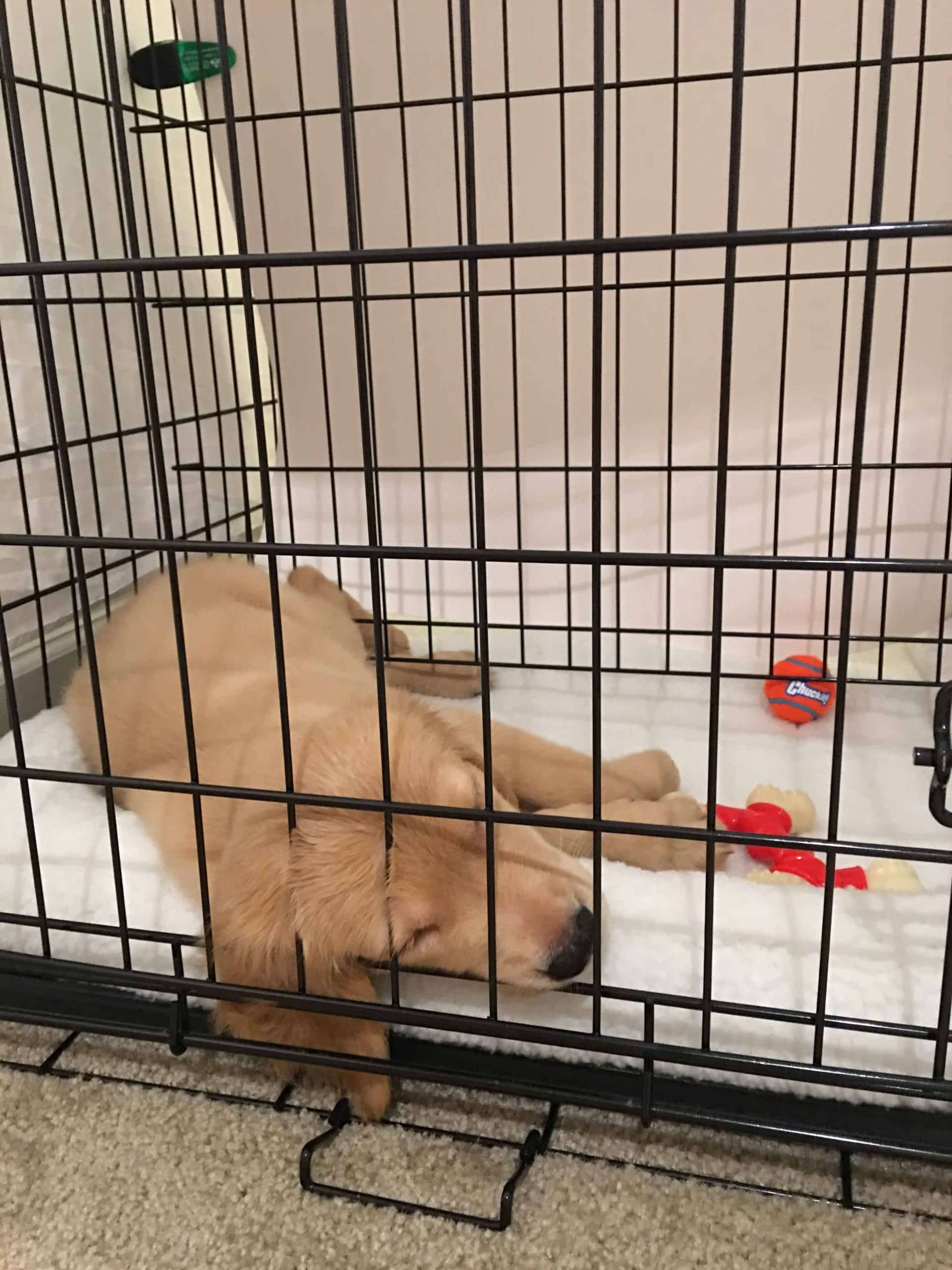 What Size Crate For Golden Retrievers (Plus Types, Prices &  More)