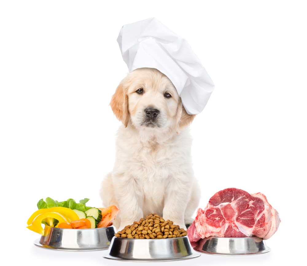 What To Feed Your Golden Retriever