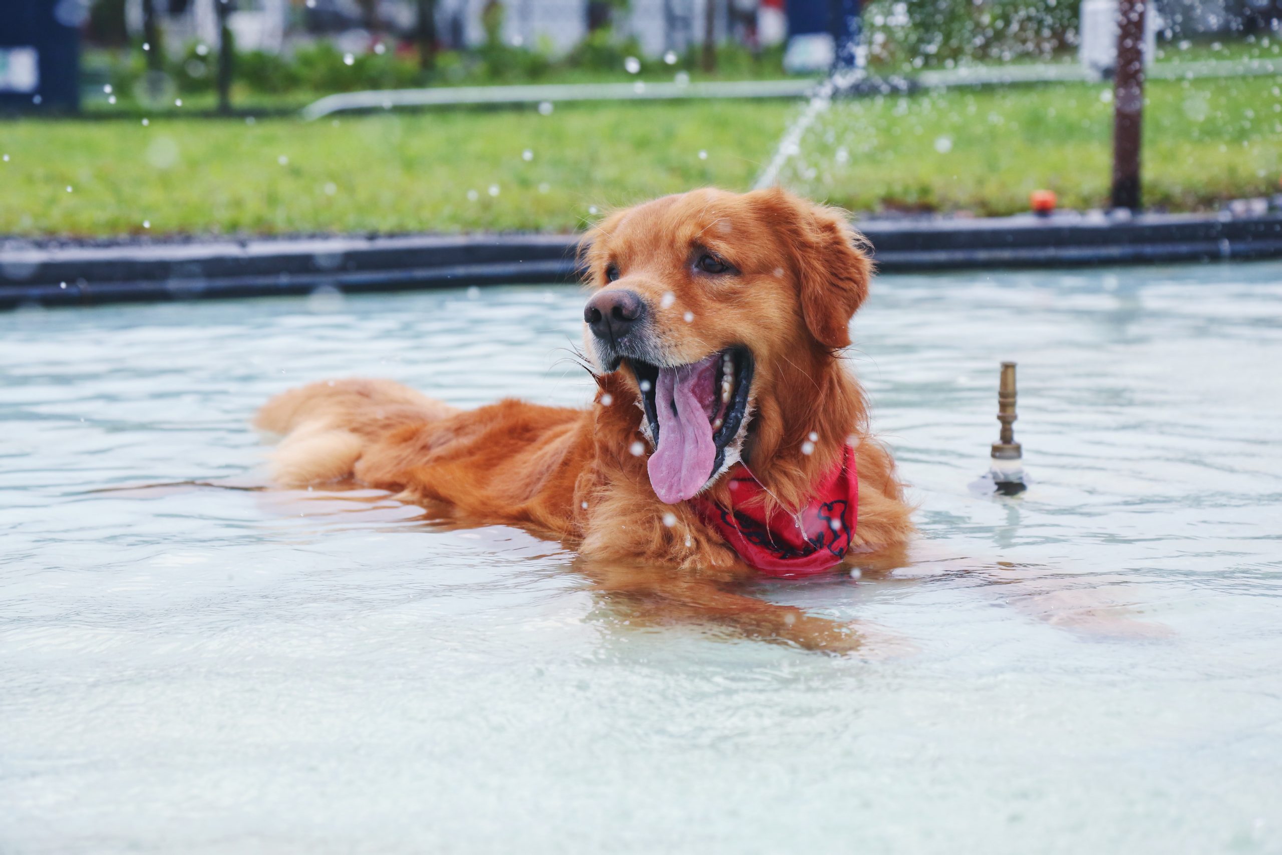 Why Are Golden Retrievers More Likely to Get Cancer ...