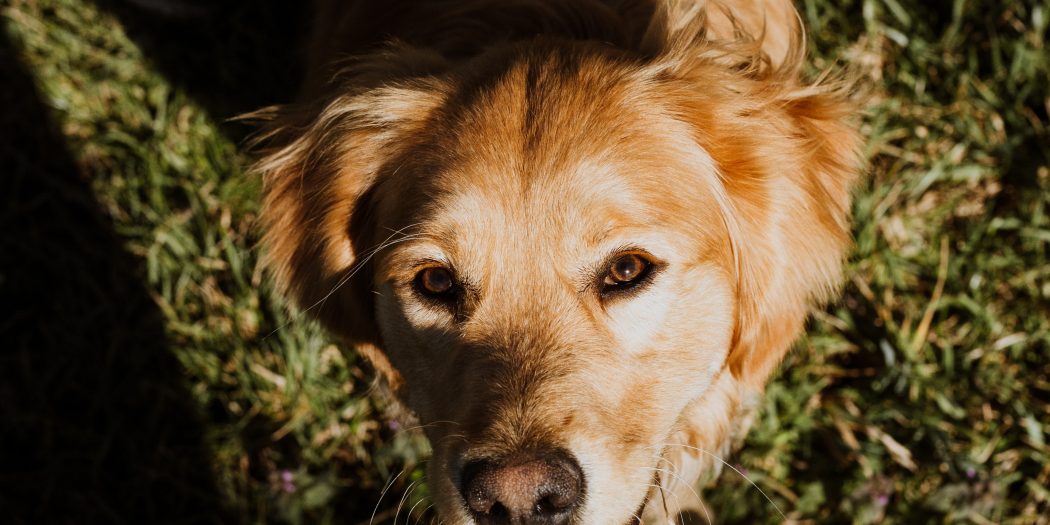Why Are Golden Retrievers So Expensive?  8 Reasons Why ...