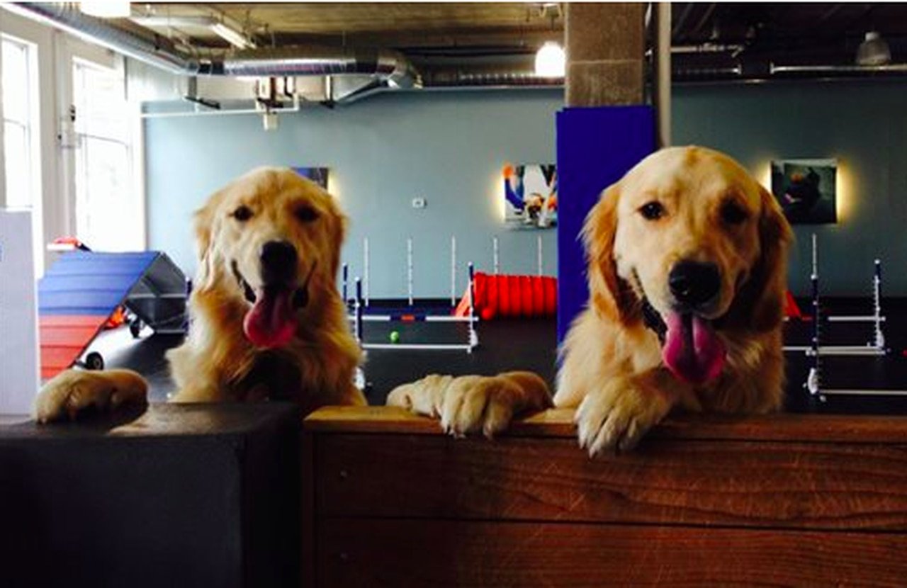 Why do Golden Retrievers get cancer? Scientists want to ...