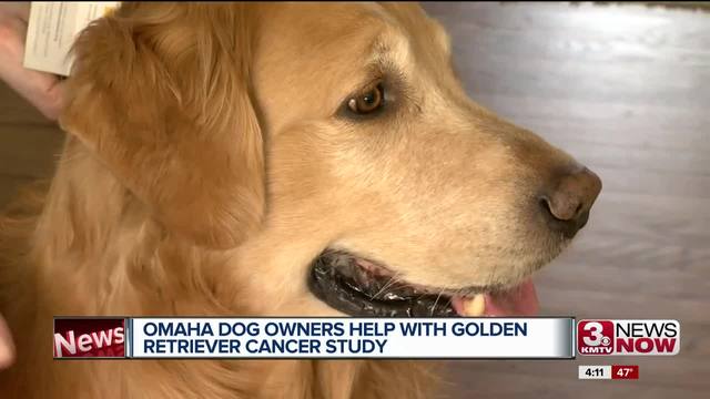 Why do so many golden retrievers get cancer? Omaha dog ...