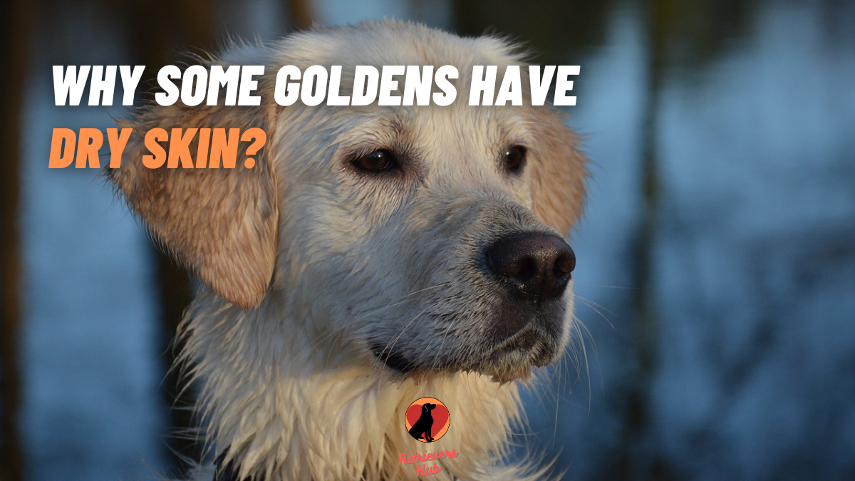 Why Does My Golden Retriever Have Dry Skin and 7 Ways to ...