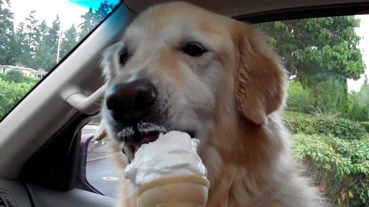 Willie the Go 2 Pup Eats Ice Cream