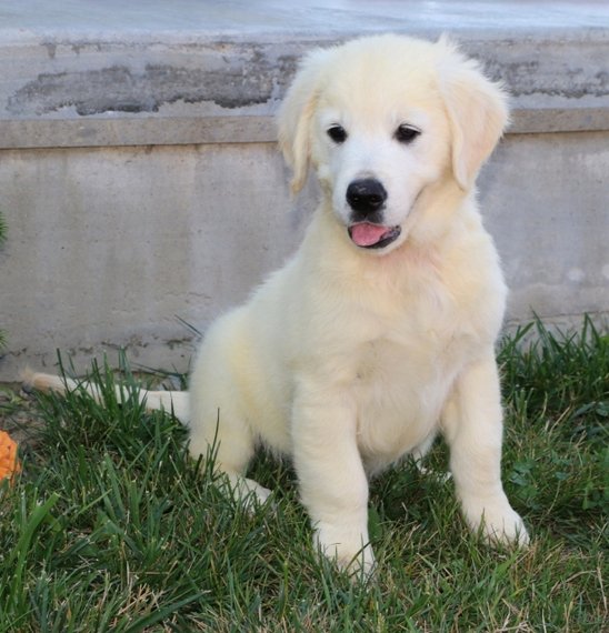 Winston, a English Cream Male Golden Retriever Puppy 684931